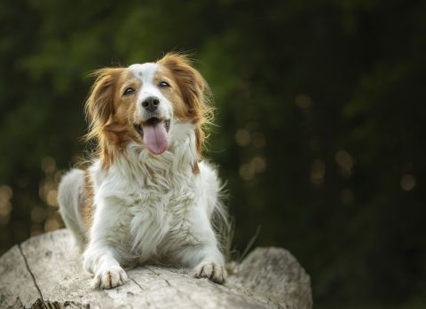 Dünyanın ilk evcil köpek fosili Türkiye'de keşfedildi.