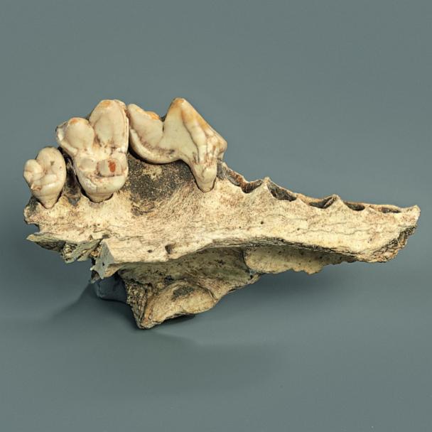 Karaman'da keşfedilen köpek fosili