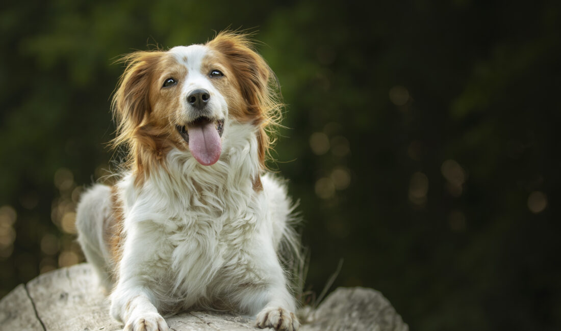 Bilim insanları, Karaman'daki Pınarbaşı kazı alanında keşfedilen 15 bin yıllık