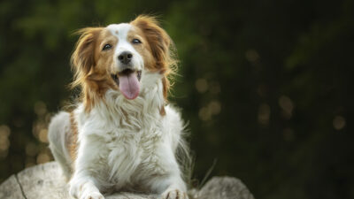 Bilim insanları, Karaman'daki Pınarbaşı kazı alanında keşfedilen 15 bin yıllık