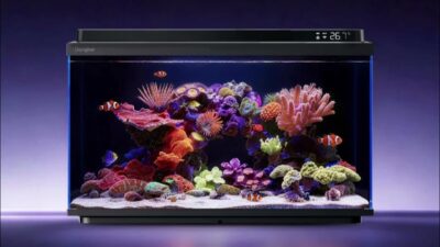 Dangbei, balık bakımını otomatikleştiren yapay zeka desteğine sahip Smart Fish