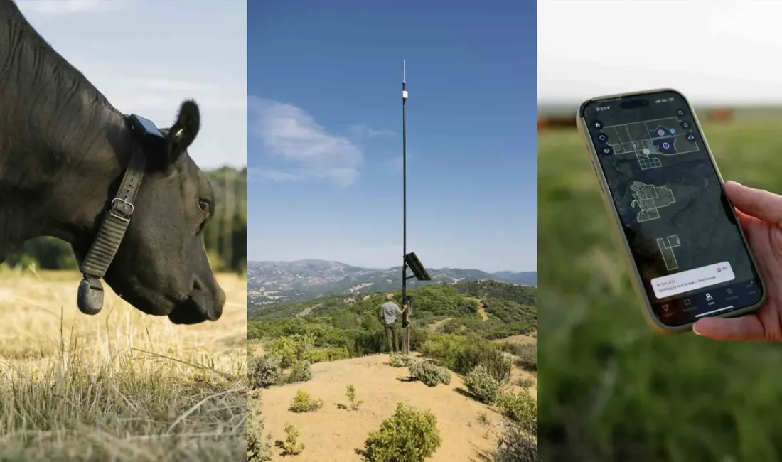 Starlink uydu ağı kullanılarak geliştirilen Halter imzalı yeni akıllı tasmalar,