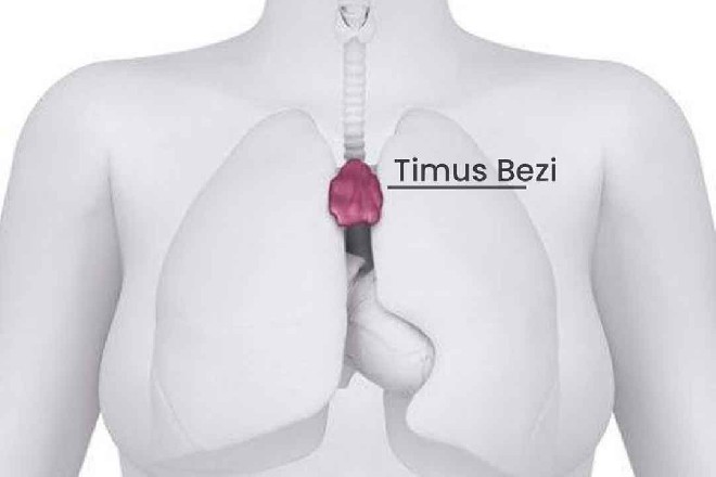 Bilim insanları ergenlikten sonra küçülen organın gücünü keşfetti!