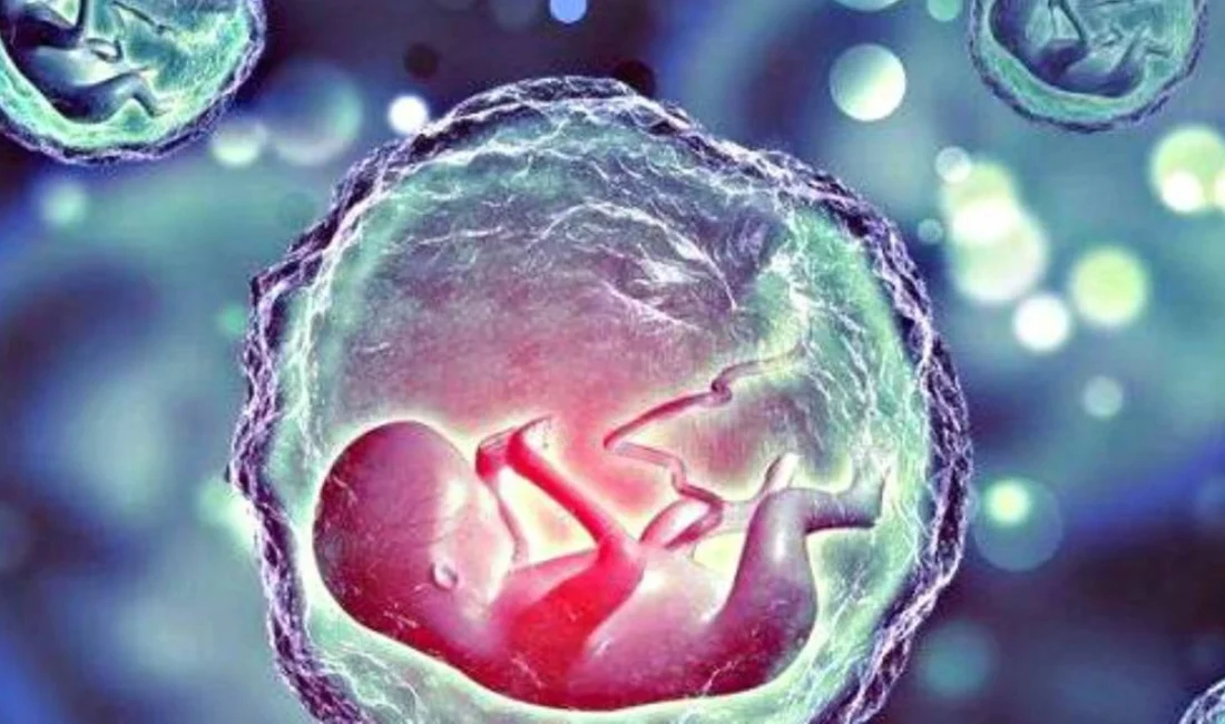 Bilim dünyasında dönüm noktası: Yapay insan embriyosu organ oluşumuna başladı Bilim insanları tarafından laboratuvar ortamında kök hücreler kullanılarak sperm veya